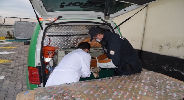 Aksaray’da otomobilin çarptığı köpek HAYDİ ekiplerince kurtarıldı