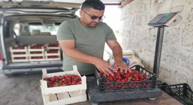 Derinkuyu’da çilek hasadı başladı