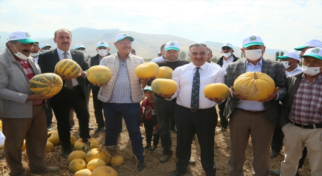 Develi’de sertifikalı tohumluk kabak çekirdeği hasat edildi