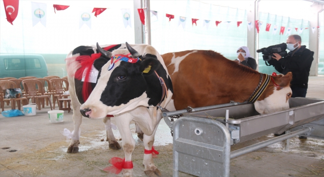 AGROTEC 24. Uluslararası Tarım Fuarı’nda ”inek sağma yarışması” düzenlendi