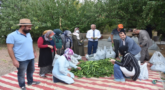 Bahşılı’da bir üretici, kadın kooperatifine 500 kilogram salatalık hibe etti