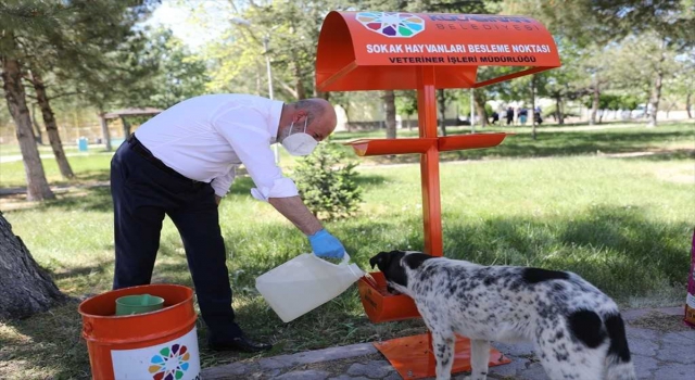 Kocasinan Belediyesi sokak hayvanlarını haftada 5 kez 70 noktada besliyor