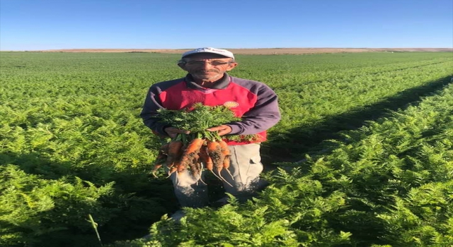 Beypazarı’nda kışlık havuç üretiminden 160 bin ton ürün bekleniyor