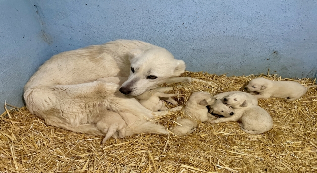 ”En iyi sürü bekçi köpeği”nden bu yıl 150 yavru bekleniyor