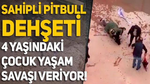 Pitbull köpeğin saldırısına uğrayan Asiye'nin durumu ağır