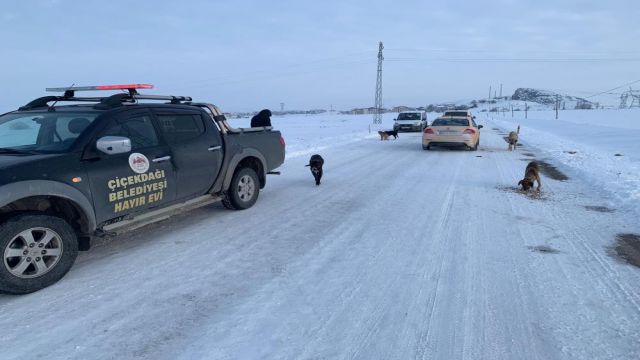 Kırşehir'de doğaya terk edilen 10 köpekten 4'ü telef oldu