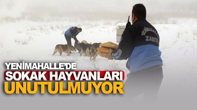 Yenimahalle sokak hayvanlarını unutmuyor