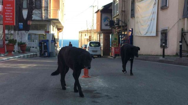 Aksaray'da öğrenci ve veliler sokak hayvanları için "yem havuzu" oluşturdu