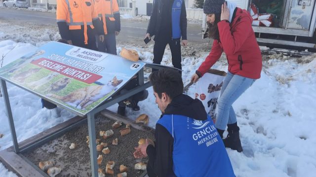 Akşehir'de sokak hayvanları belediye ekipleri ve gönüllüler tarafından besleniyor