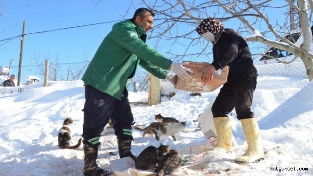 Hız çifti dondurucu soğuklarda da sokak hayvanlarını unutmuyor