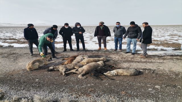 Konya'da 7 sokak köpeği ölüsü bulundu