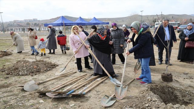 Çubuk'ta kadınlar meyve fidanı dikti