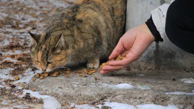 Kayseri'de sokak hayvanlarına 13 ton yiyecek desteği