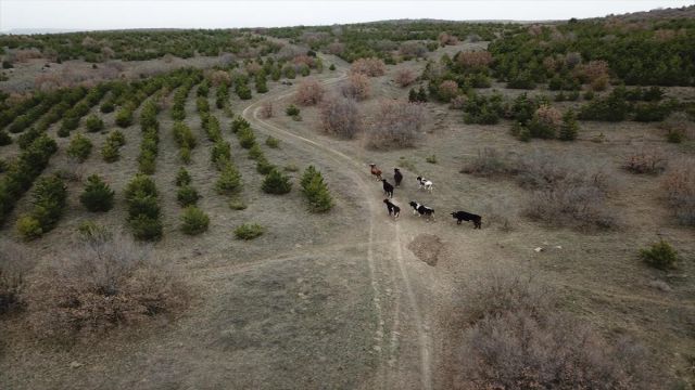 Eskişehir'de yaşlı kadının kaybolan 7 büyükbaş hayvanı dronla bulundu