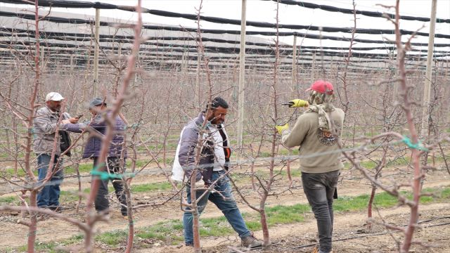 Niğde'de bu yıl 650 bin ton elma rekoltesi bekleniyor