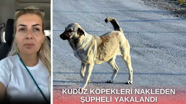 Kuduz köpekleri nakleden şüpheliye tutuklama