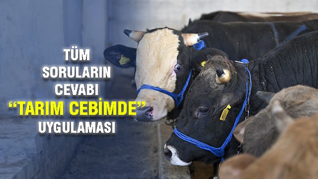 Kurban pazarlarında bayram hareketliliği başladı