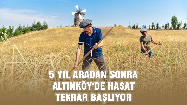 5 Yıl Aradan Sonra Altınköy’de Hasat Tekrar Başlıyor